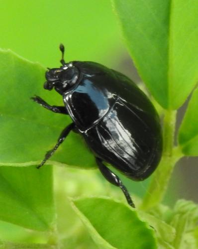 Réf. 283 862 : Margarinotus brunneus